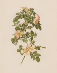 Englische Rose